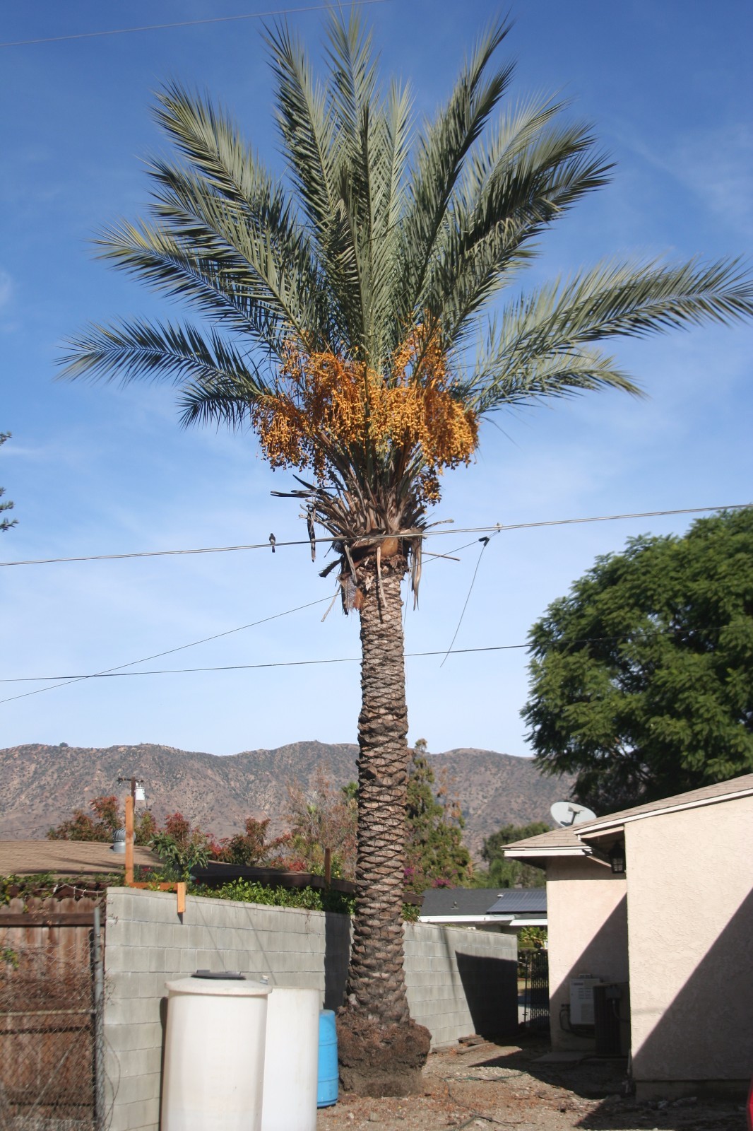 Palm Tree approximate 30 foot | eBay