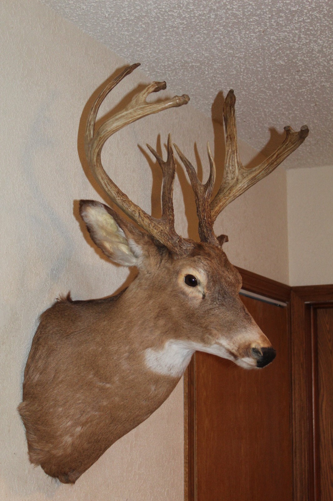Whitetail Deer Head Shoulder Mount Taxidermy Cape Shed Antler Hunt Mule Rack