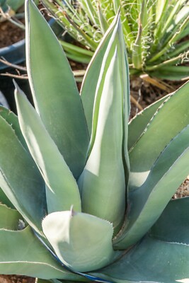 Sharkskin Agave, asperrima x nickelsiae, Live Plant, Rooted, Succulent
