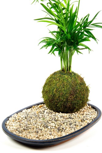 Fargesia robusta 'Campbell' - Hoher Heckenbambus - Zebra Bambus | eBay.de