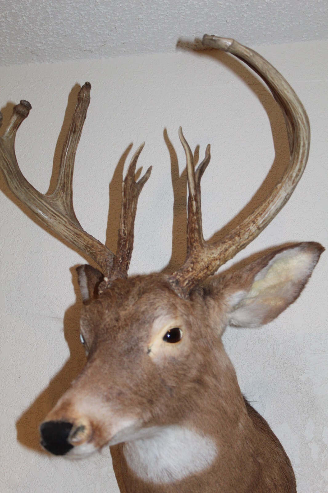 Whitetail Deer Head Shoulder Mount Taxidermy Cape Shed Antler Hunt Mule Rack