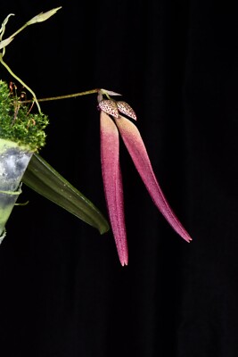 Orchid Hybrid Bulbophyllum Empress Dowager Cixi ( scotinochiton x plumatum )