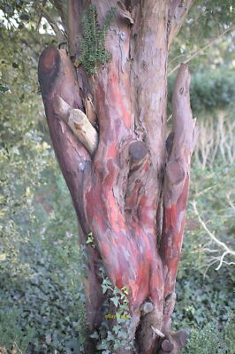 Photo 6x4 Taxus brevifolia, the Pacific or Western Yew Belton/SK9239 The c2021