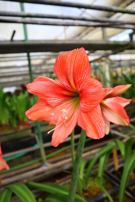 New! 2024 Original Hippeastrum cv. 'Heart Mark'  1bulb
