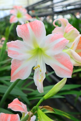 Original Hippeastrum cv. 'Evening Summer Dress'  1bulb