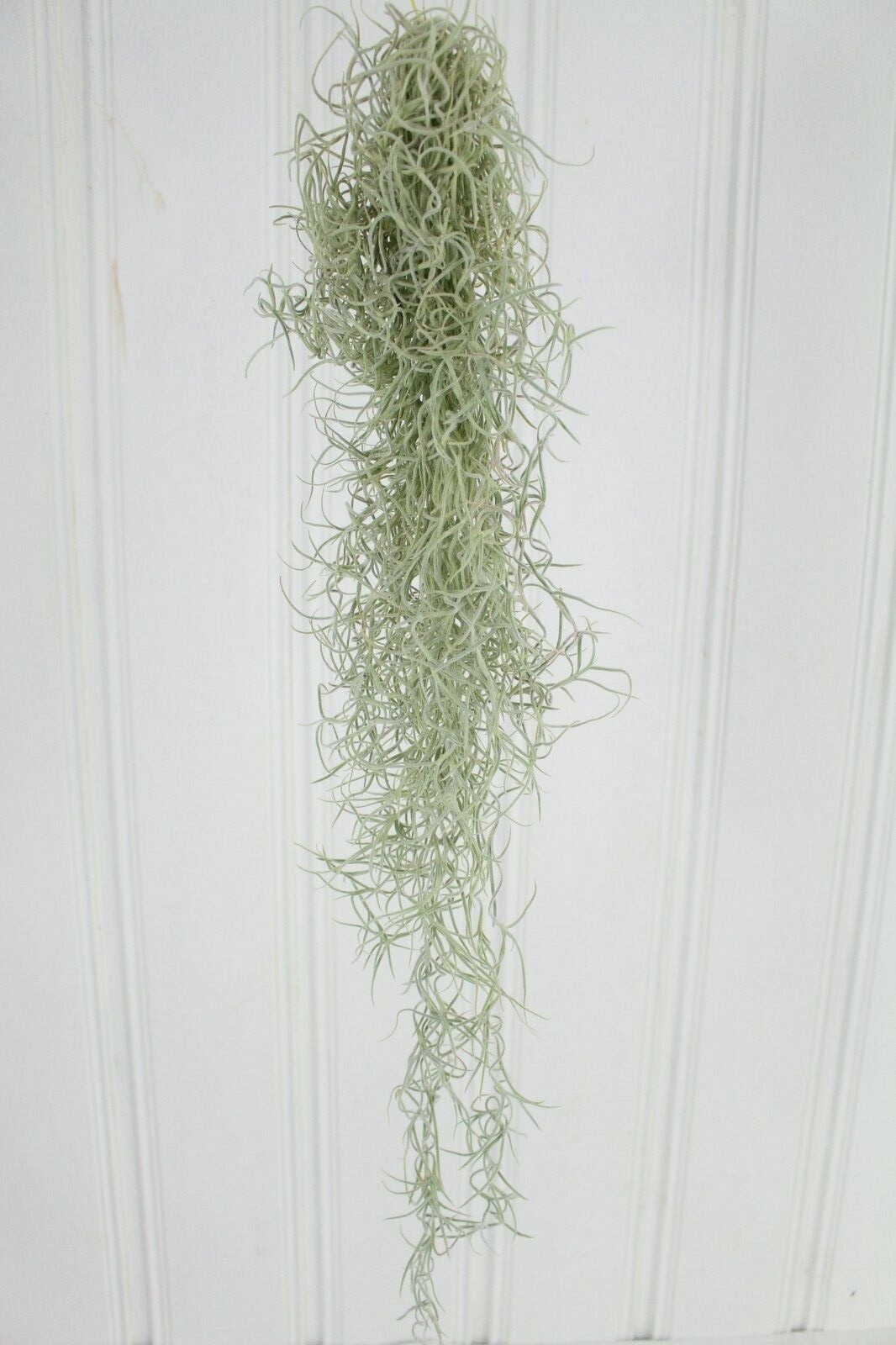  TILLANDSIA   USNEOIDES  (Spanisches Moos)   