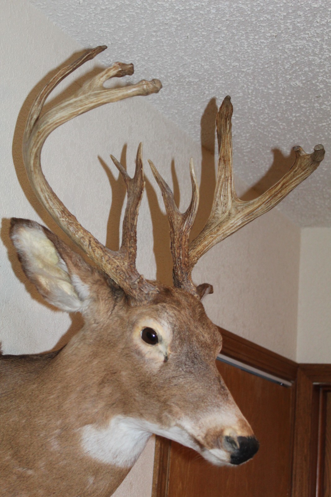 Whitetail Deer Head Shoulder Mount Taxidermy Cape Shed Antler Hunt Mule Rack