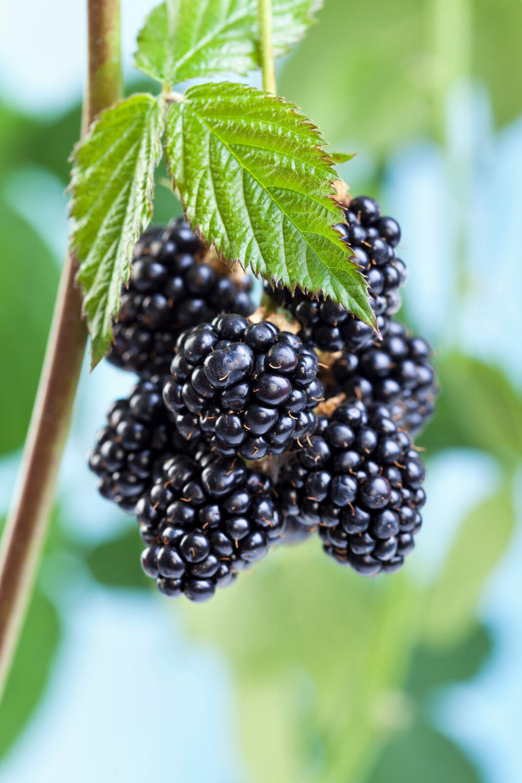 �Thornless� Blackberry Black Satin / Rubus Fruticosus
