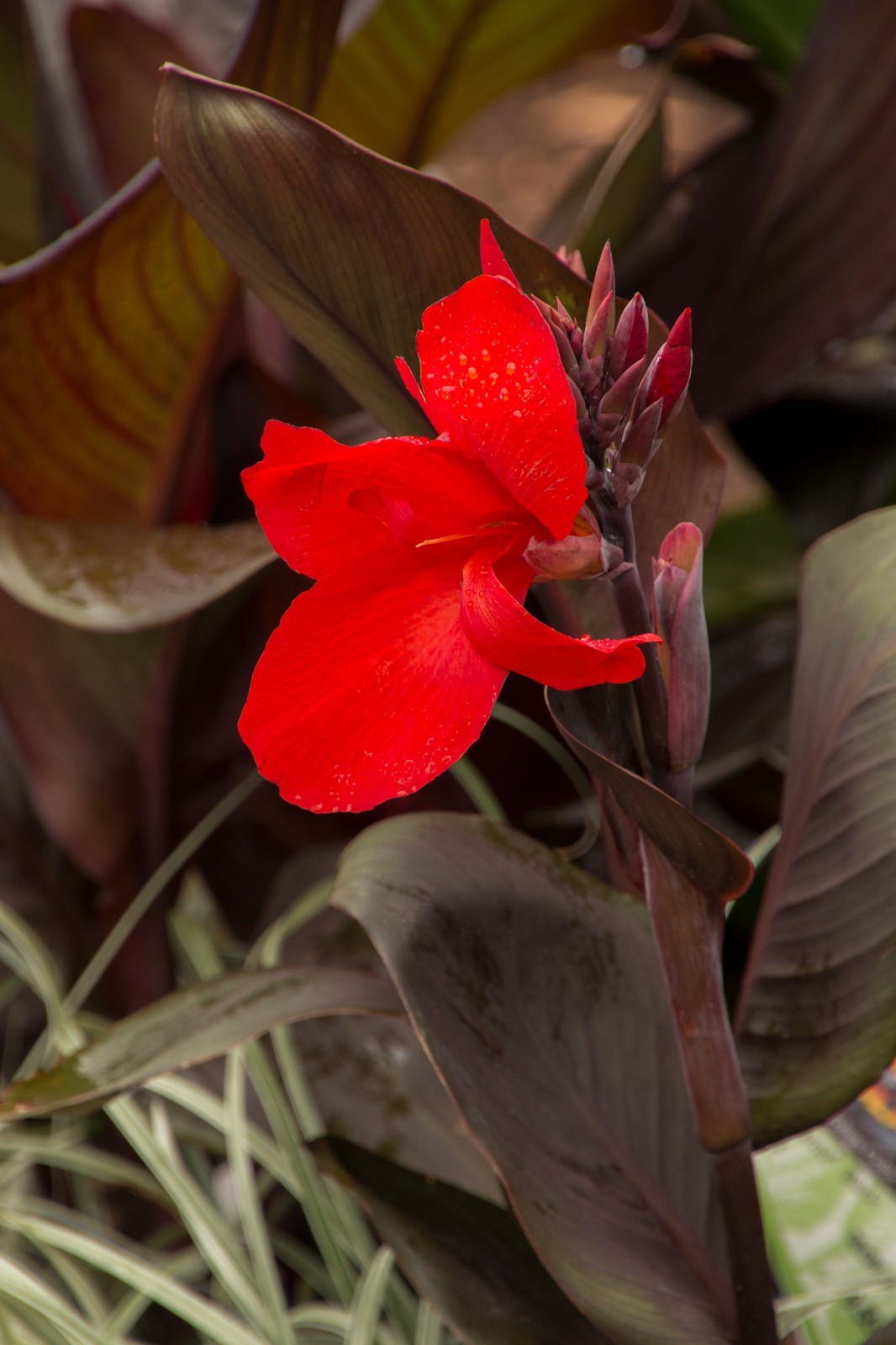 (5) Tropicanna Black Canna Bulbs, Rhizomes, Tubers, Flat Rate Lot