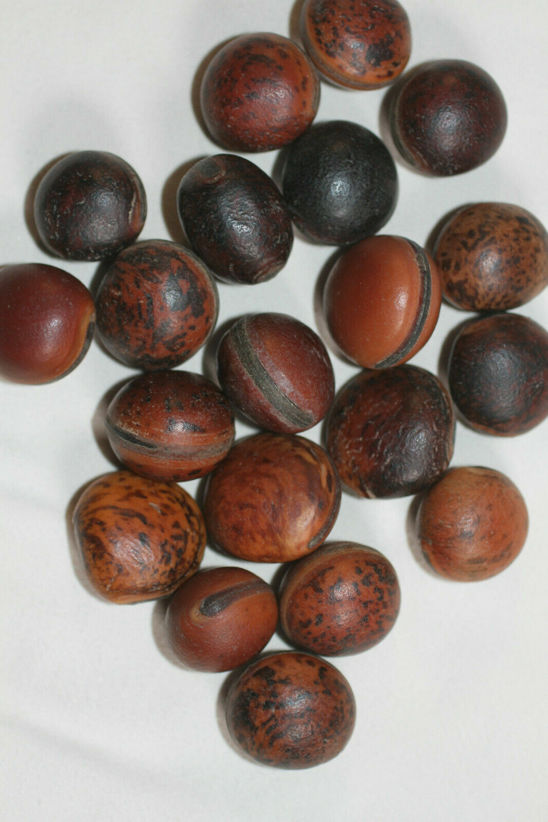 Beachy Gift Ideas For Mom Natural Rustic Ocean Hamburger Sea Beans, SS-19