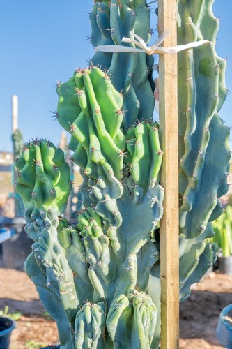 cactusです $_12.JPG?set_id=880000500F