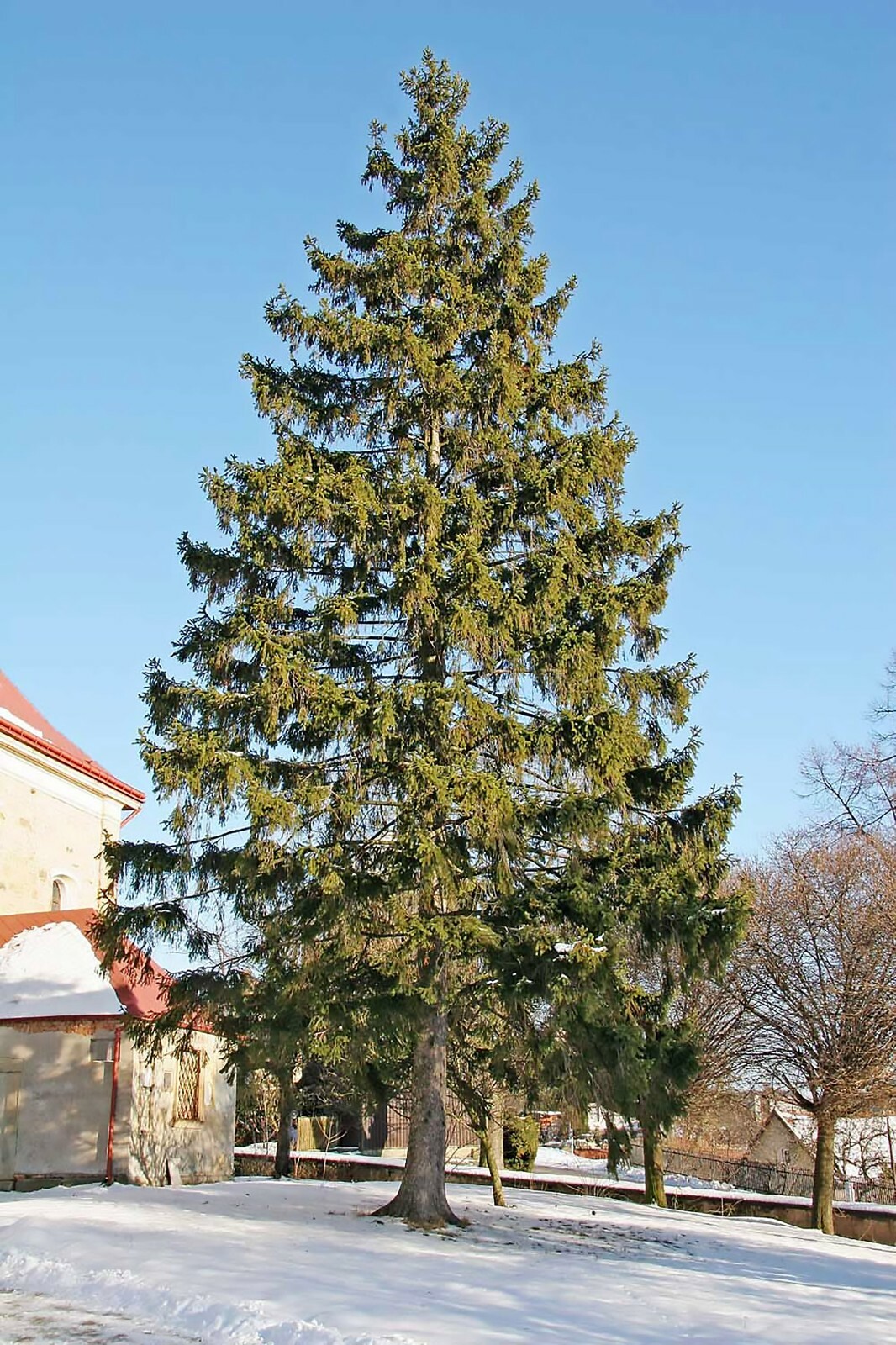 VOLVO　Abies procera　Picea abies トウヒ wckhbv5qnj5rr2py1juv_1024x1024