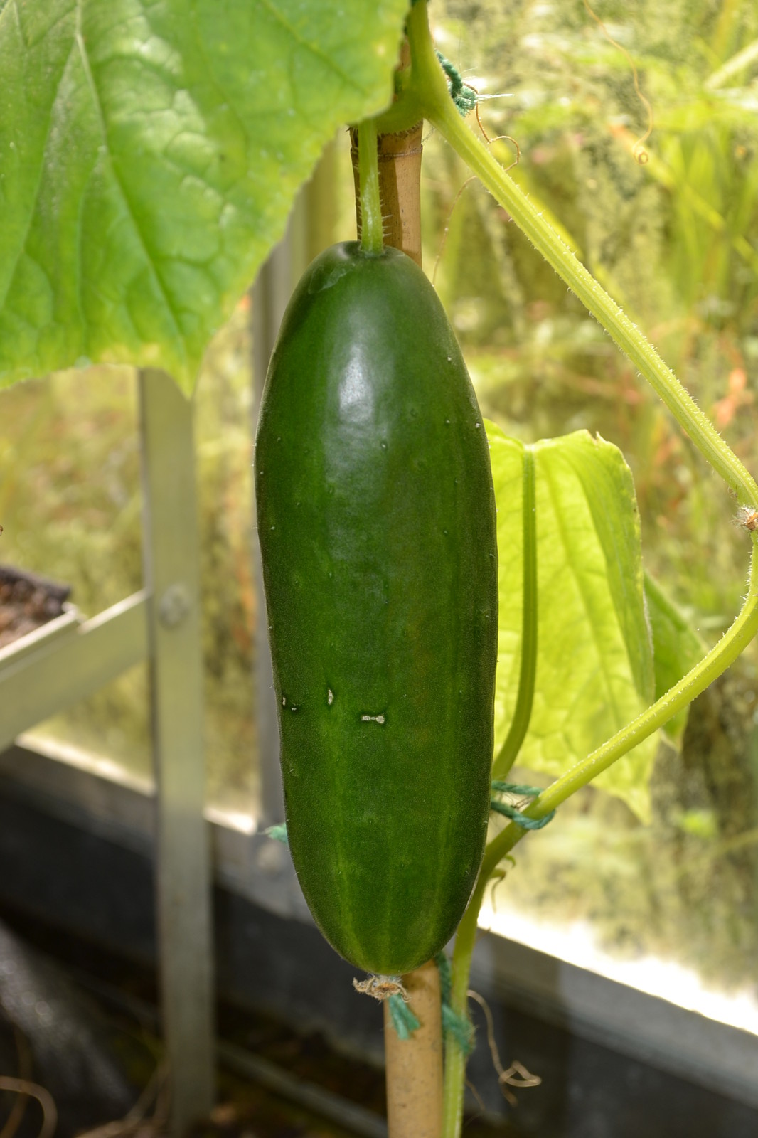 CUCUMBER LA DIVA F1 30 FINEST SEEDS 5060407961385 eBay