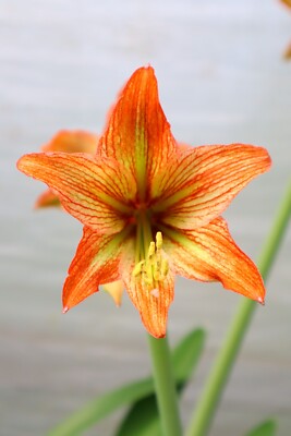 New! 2024 Original Hippeastrum cv. 'Omokage'  1bulb