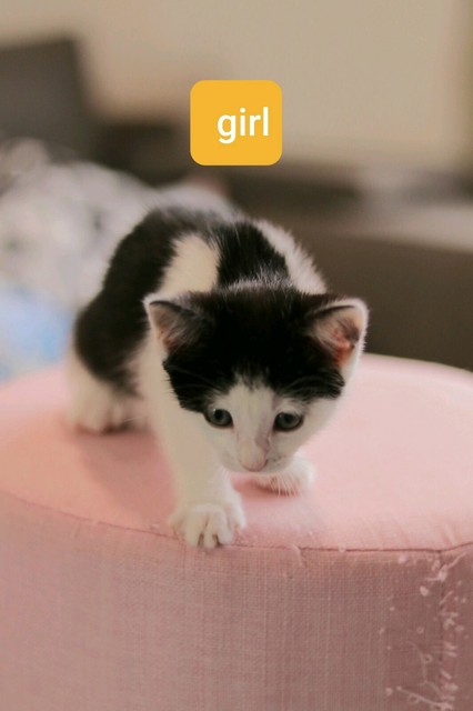 diamond painting teddy bears