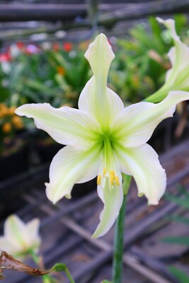 Original Hippeastrum cv. 'Calypsolime'  1 bulb