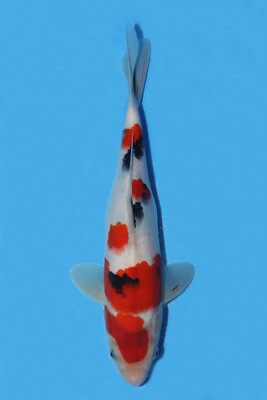 Jumbo Koi for sale in UK | 54 second-hand Jumbo Kois