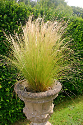 MEXICAN FEATHER GRASS 153 SEEDS STIPA TENUISSMA, HARDY, ORNAMENTAL GRASS USA SEL