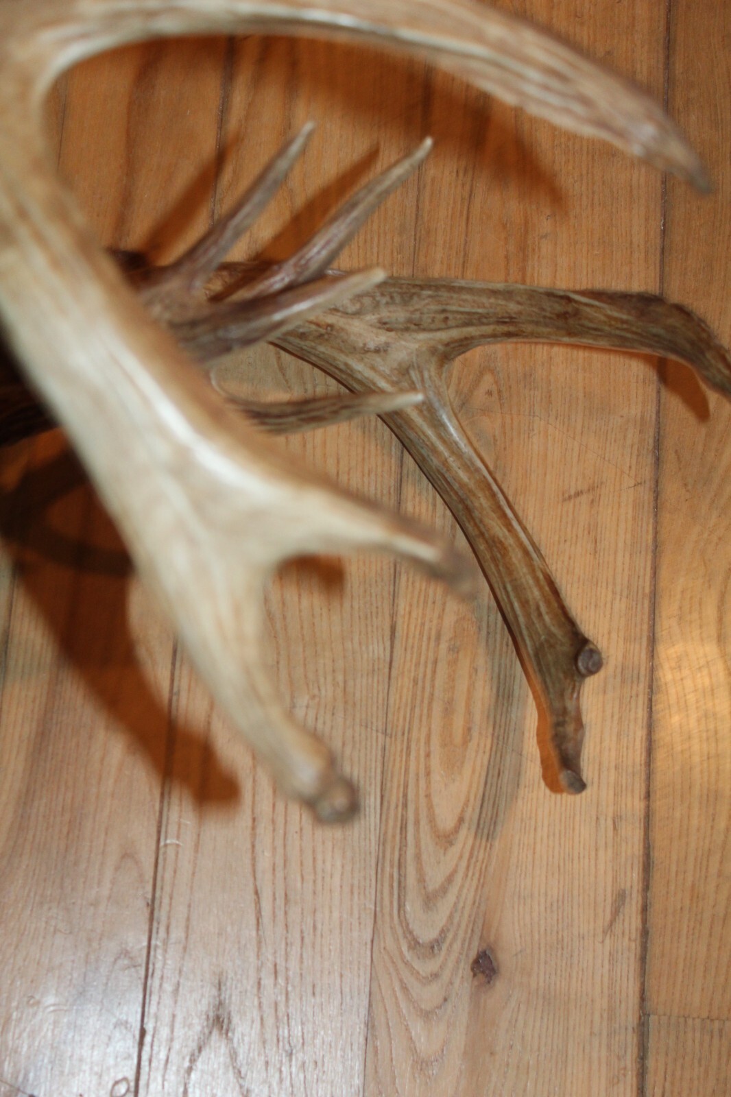 Whitetail Deer Head Shoulder Mount Taxidermy Cape Shed Antler Hunt Mule Rack