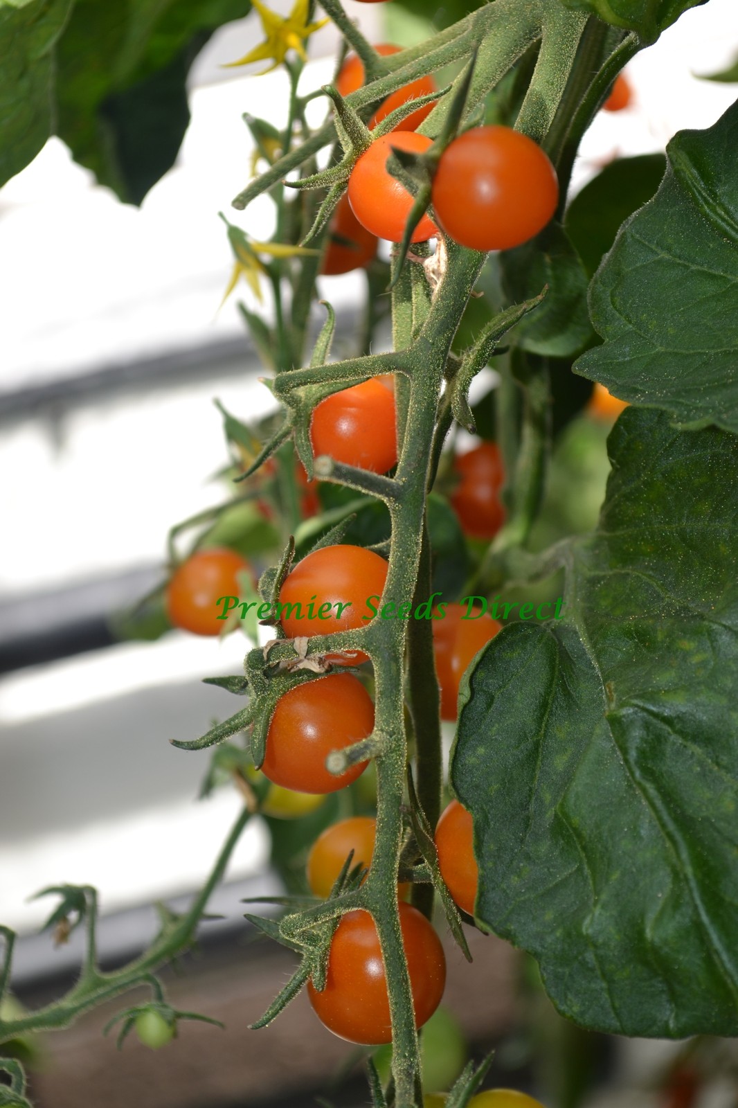 Sungold Tomato Plants For Sale Uk