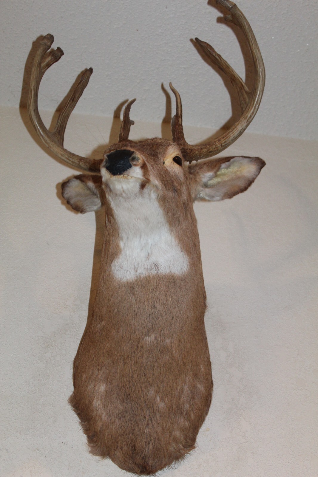 Whitetail Deer Head Shoulder Mount Taxidermy Cape Shed Antler Hunt Mule Rack