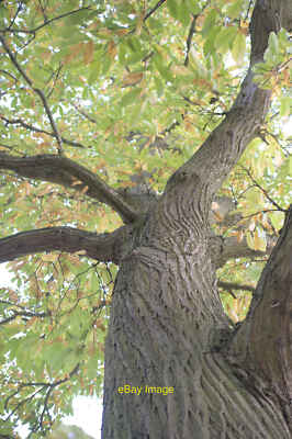Photo 6x4 Sweet Chestnut: Always look up Belton/SK9239 Looking along the c2021