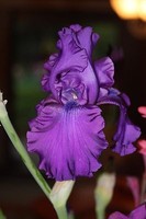 Pflanzen, Sämereien & Blumenzwiebeln für trockenes Klima