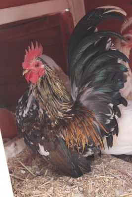 Serama Chickens For Sale Missouri