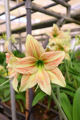 Original Hippeastrum cv. 'Oriental Lady'  1bulb