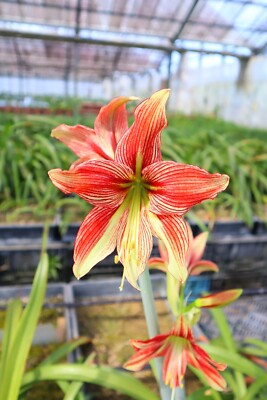 New!! 2024 Original Hippeastrum cv. 'Mars Dream'  1bulb