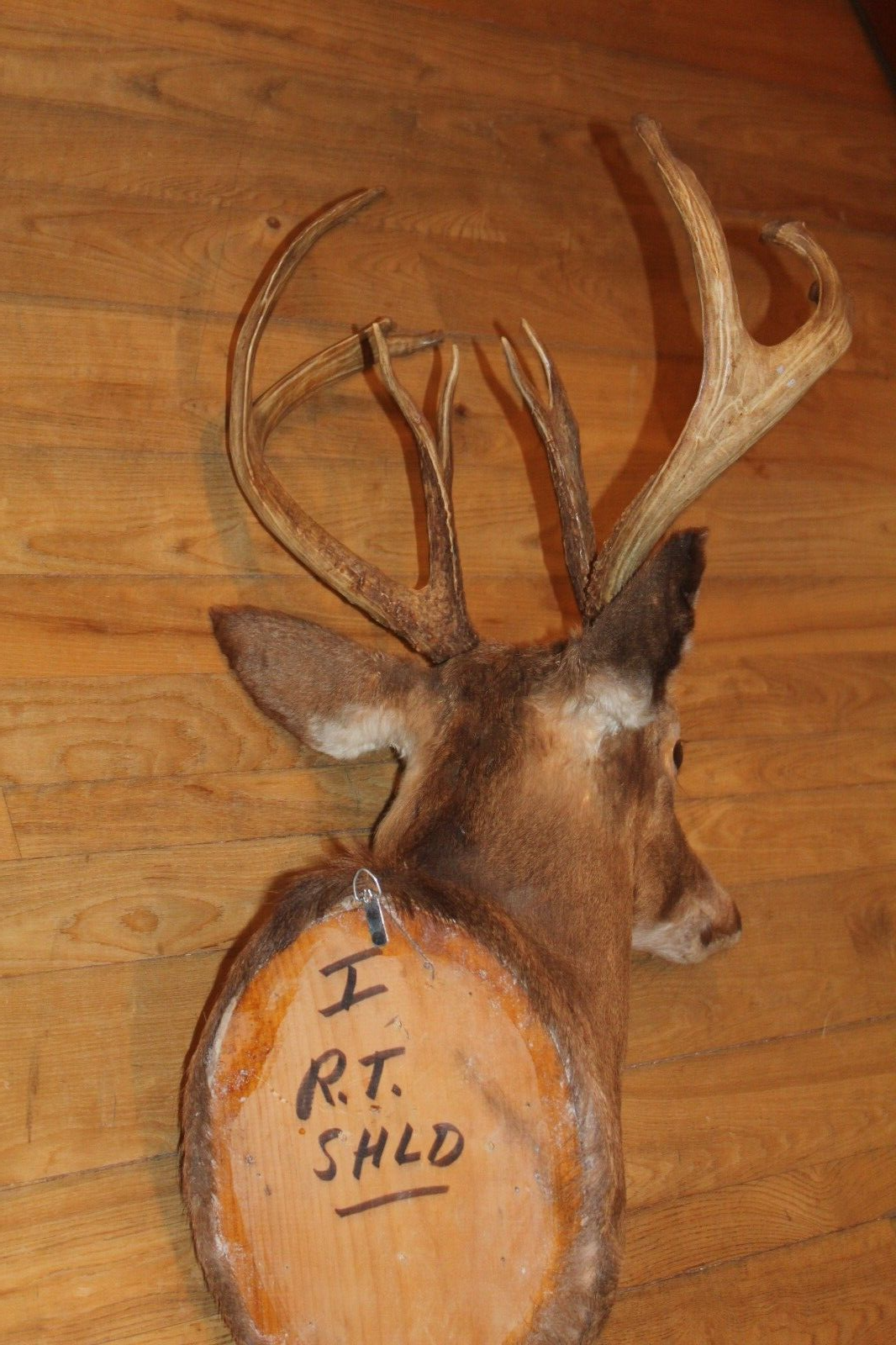 Whitetail Deer Head Shoulder Mount Taxidermy Cape Shed Antler Hunt Mule Rack