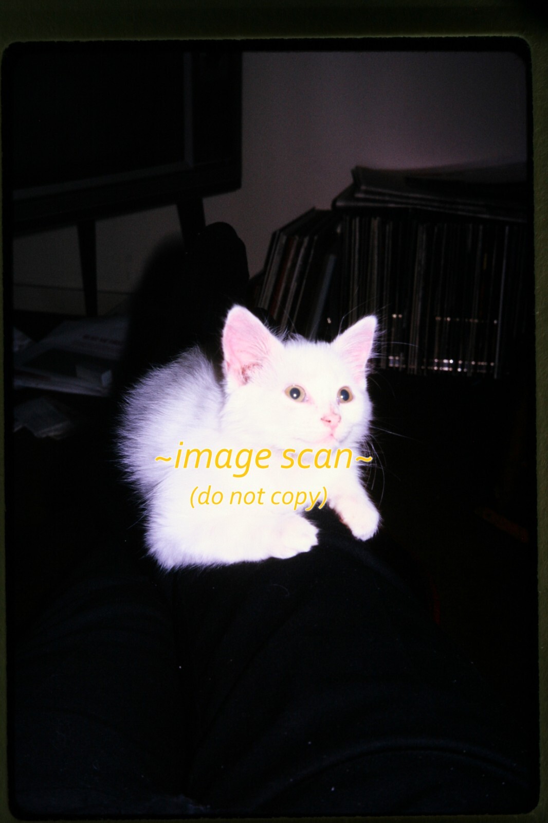 White Kitten Cat in 1970, Kodachrome Slide aa 25-3a | eBay