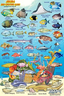 Aruba Coral Reef Creatures Guide Franko Maps Laminated Fish ID Card 4'' x 6''