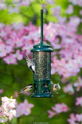 Brome Squirrel Buster Wild Bird Feeder Squirrel Proof StandarD 1057 New
