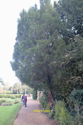 Photo 6x4 Yew tree overlooking the formal garden Belton/SK9239 A Yew gro c2021