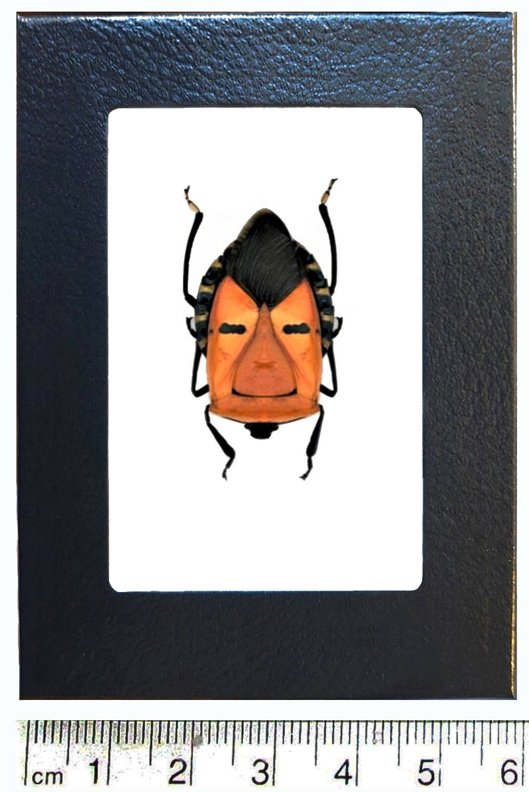 Catacanthus incarnatus orange mask bug Indonesia framed