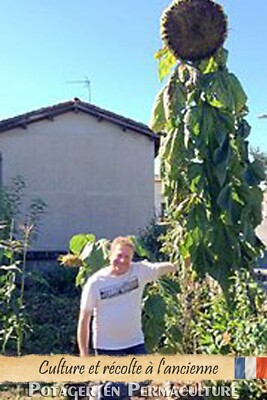 TOURNESOL Géant "Mammoth" 20 Graines - méthode Bio Sunflower seed