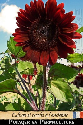 Tournesol - (Velvet Queen) Seed Sunflower - 30 Graines méthode bio à semer