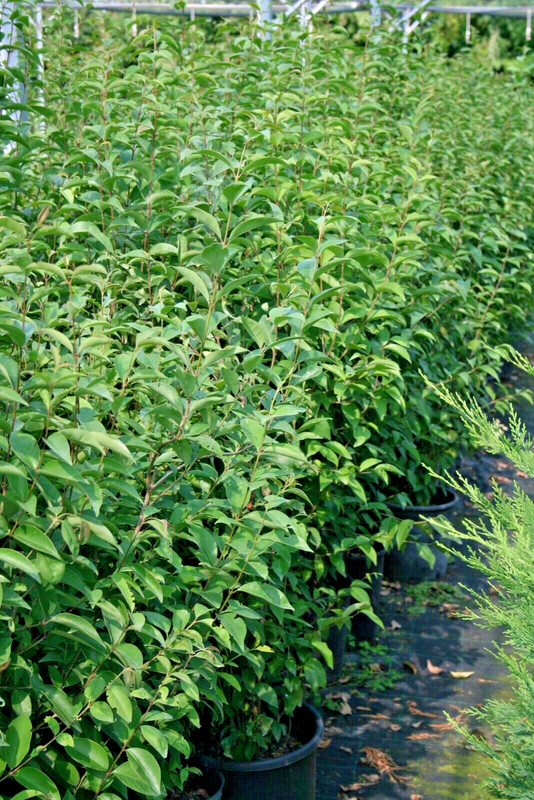 Ligustro A Foglie Ovali  Pianta Di Ligustrum Ovalifolia Da Siepe Economica