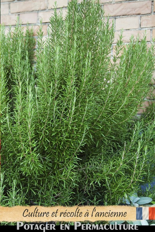 Romarin Bouture [Jeune Plant] - Rosmarinus Officinalis - Rosemary