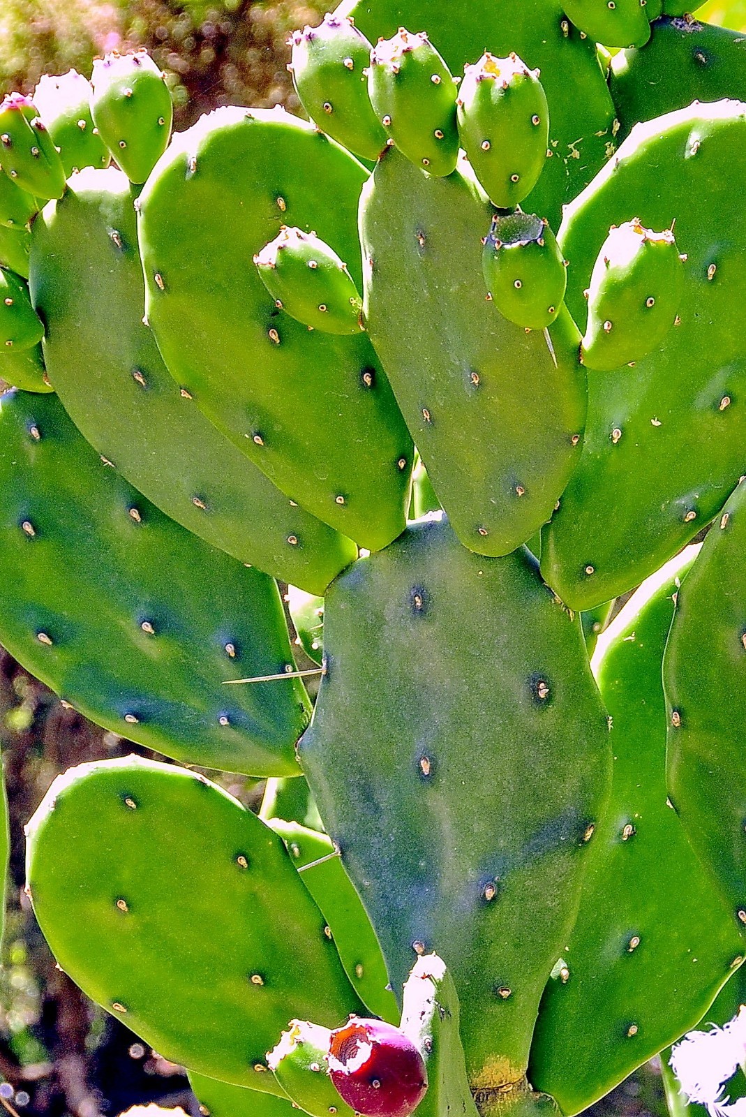 Nala ナラ　Cactus all in one DDA03DB6-33A3-4C98-8588-