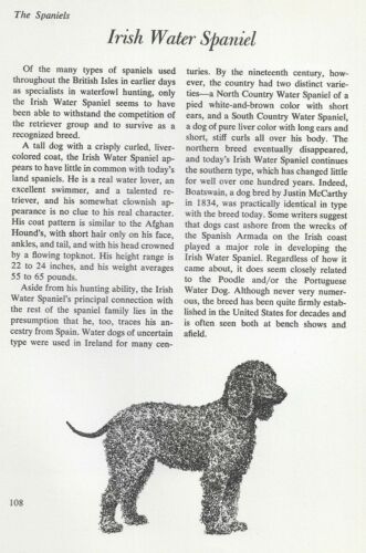 The Irish Water Spaniel - CUSTOM MATTED - Vintage Dog Art Print - "G"