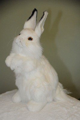 Hansa White Rabbit 13