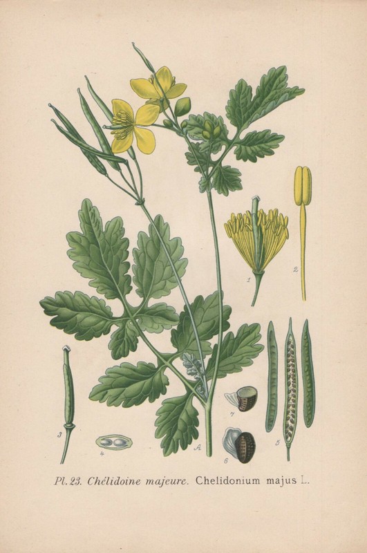 SchÃ¶Llkraut (Chelidonium Majus) Chromo-Lithographie De 1891 Greater Celandine