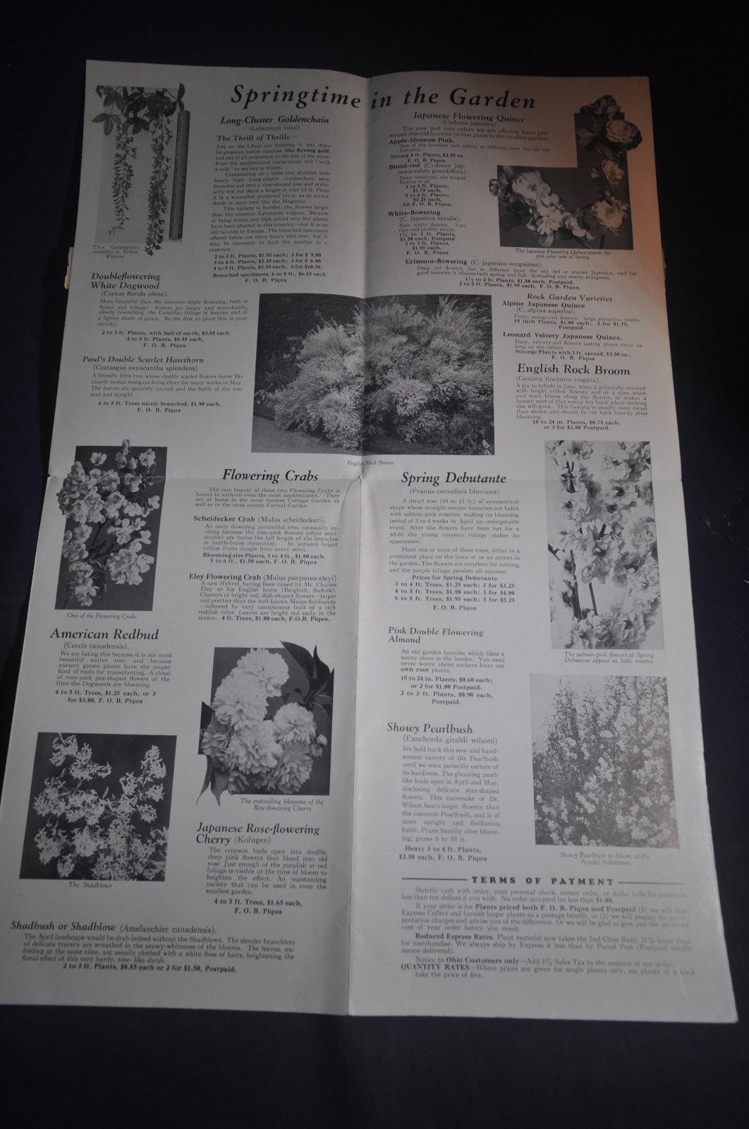 1938 Worthwhile Flowering Shrubs Catalog by AM Leonard, Piqua Ohio