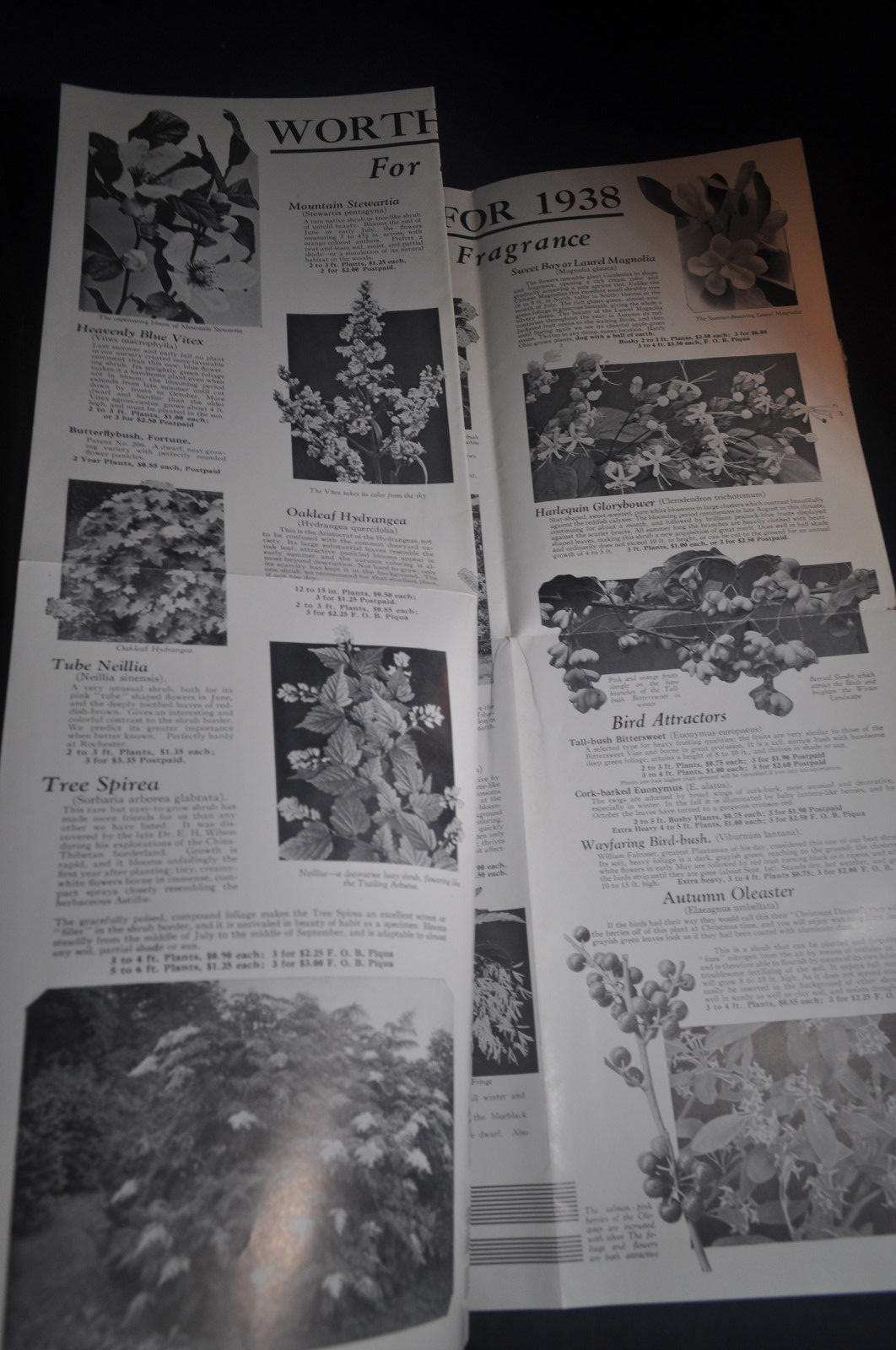 1938 Worthwhile Flowering Shrubs Catalog by AM Leonard, Piqua Ohio