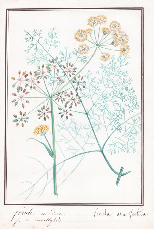 Ferula Assa Foetida Asant Botanique Aquarelle Dessin 1830