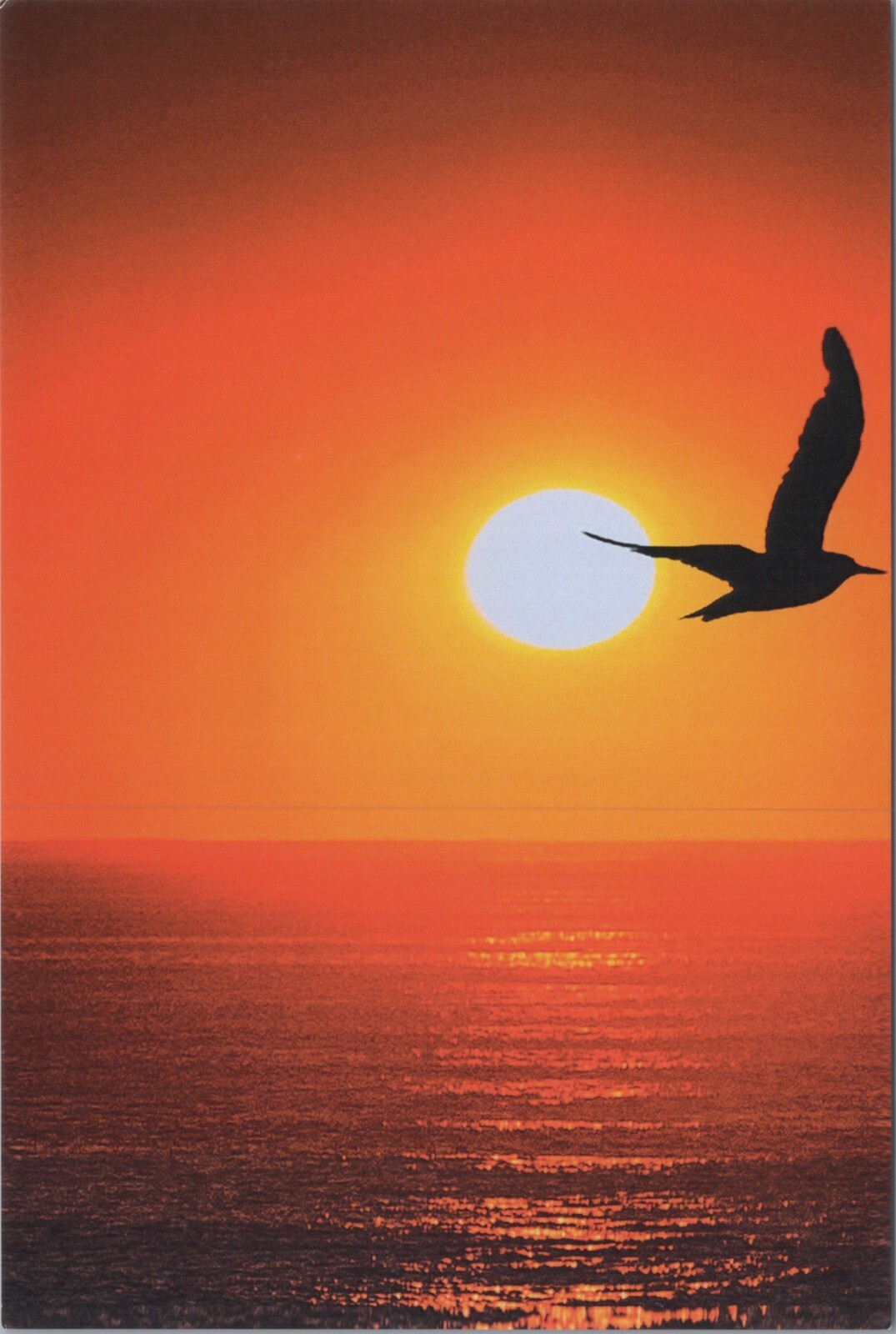 Bird Sunrise ~ New 2024 Image Card 4