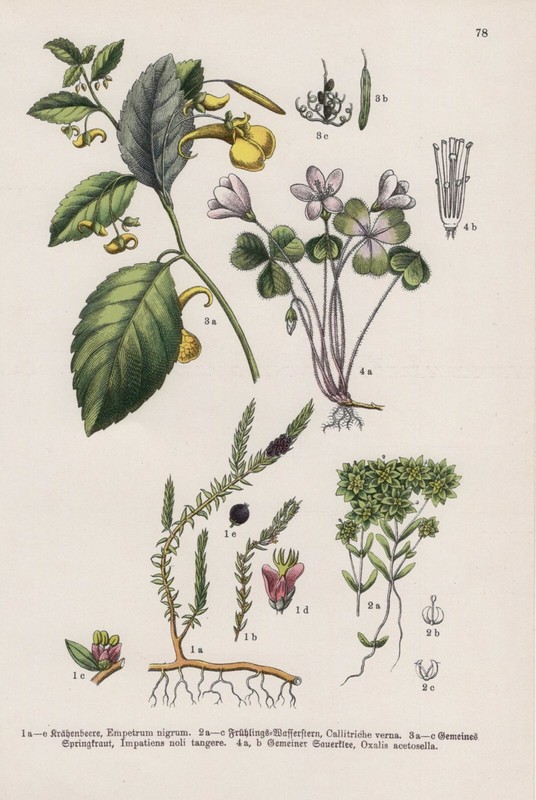 Schwarze KrÃ¤Henbeere Wasserstern Springkraut Waldsauerklee Lithographie Von 1909