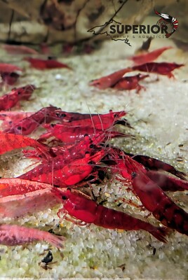 10+2 Fire Red Cherry Shrimp Freshwater Neocaridina Aquarium 100% Live Guarantee
